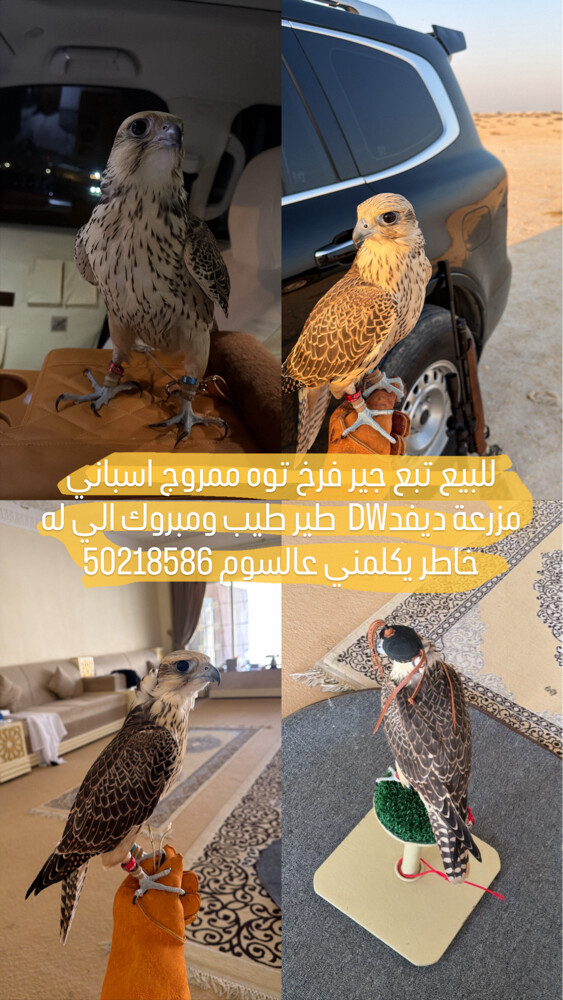 جير تبع فرخ اسباني - 1