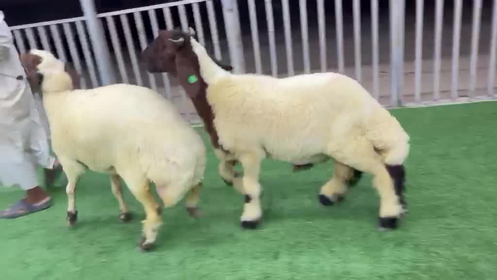 محمد - 2