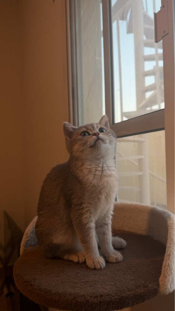 cat - 1