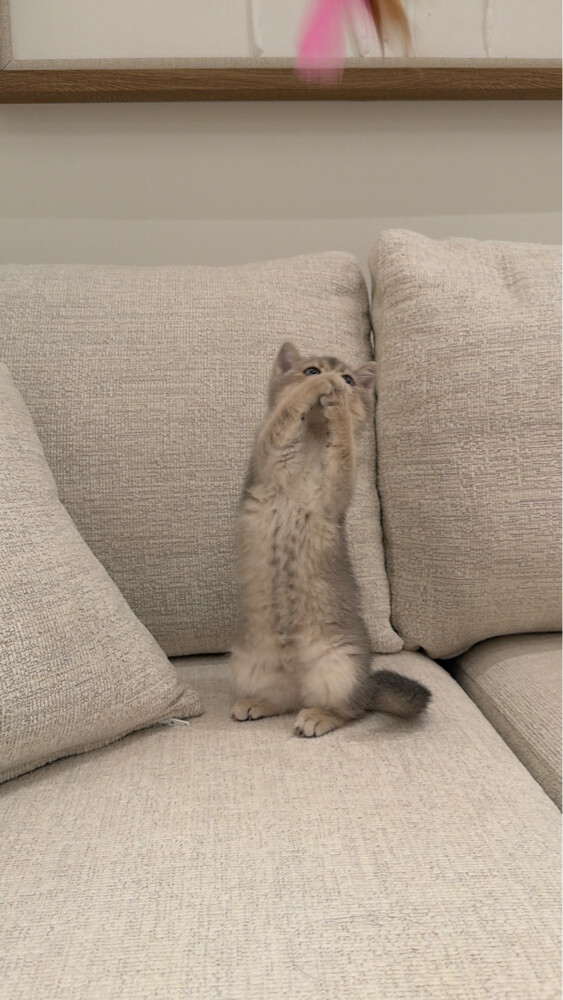 cat - 3