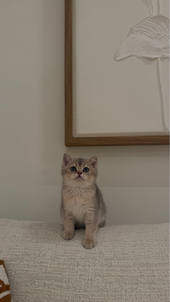 cat - 2