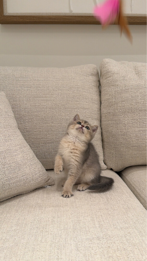 cat - 4