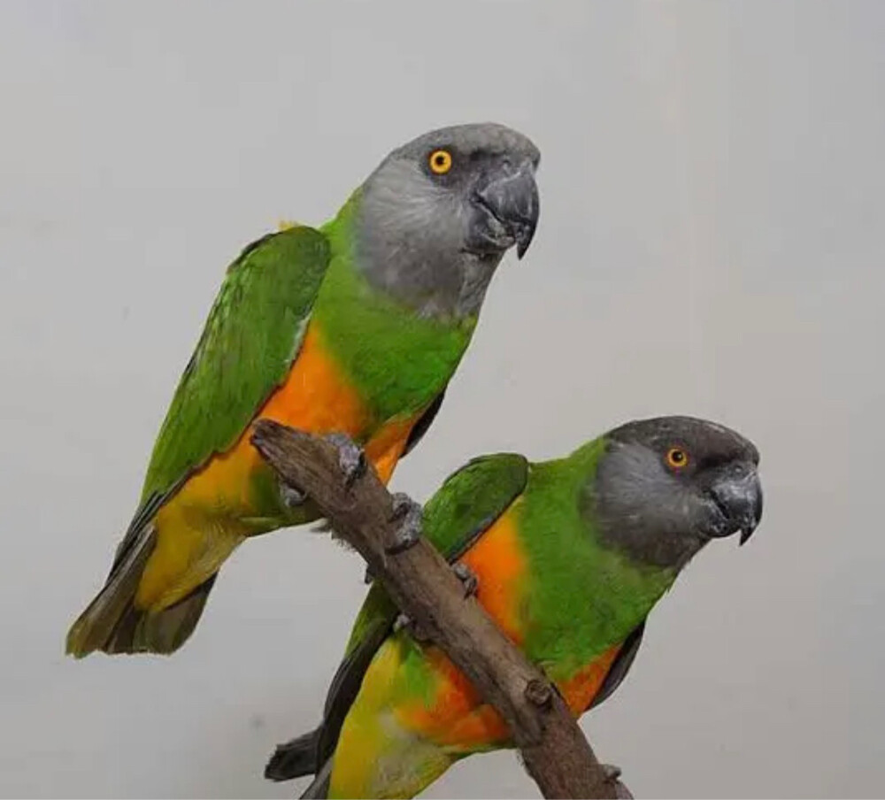 senegal parrot - 1