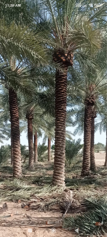 تنسيق حدايق صيانه شهريه عشب جولف - 2
