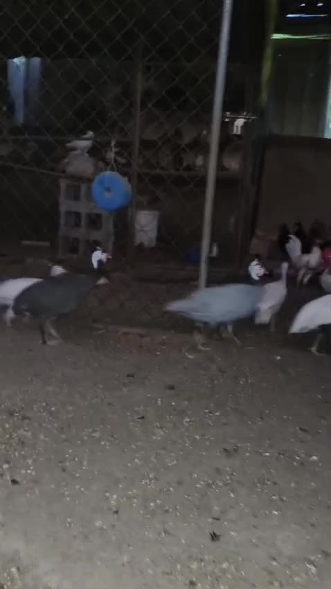 دجاج بيض - 3