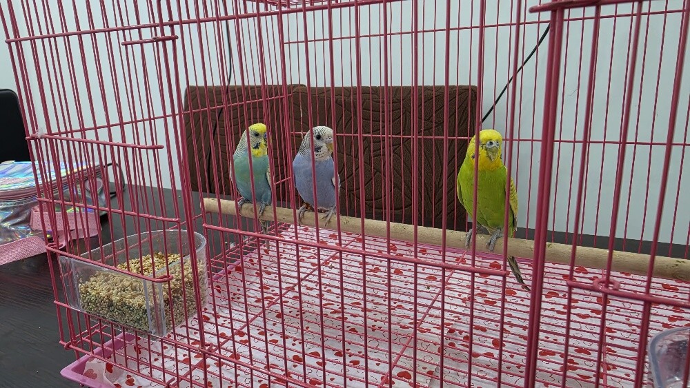 Lovebirds for sale, no availabilit - 2