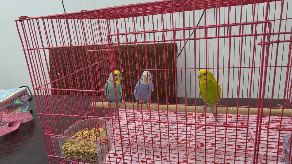 Lovebirds for sale, no availabilit - 1