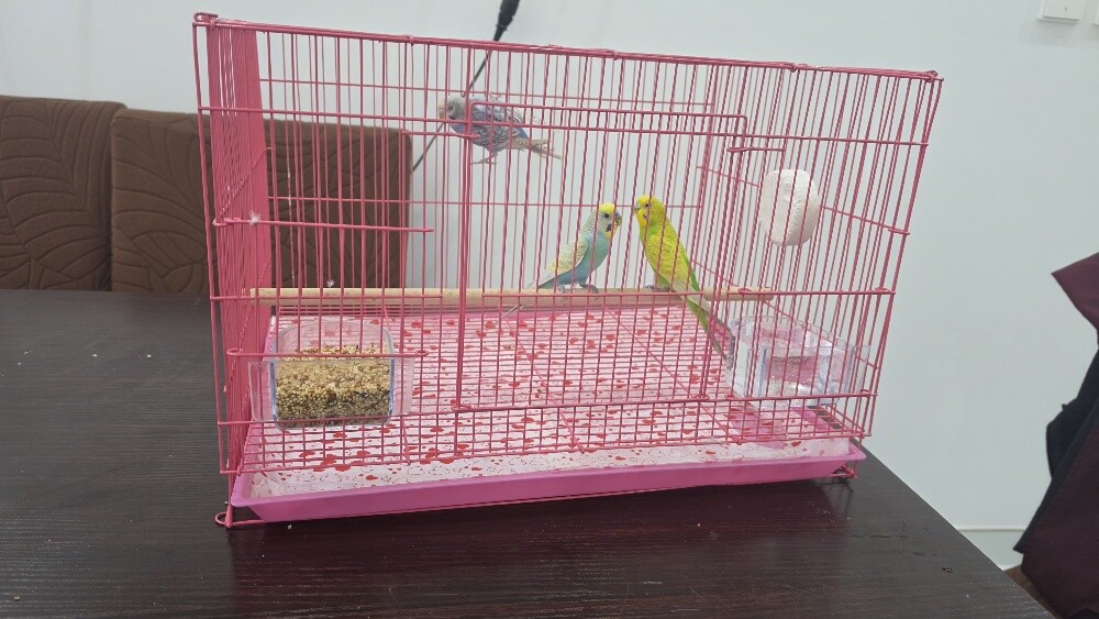 Lovebirds for sale, no availabilit - 3
