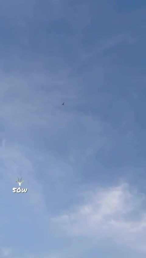 جير شاهين الاندلس - 1