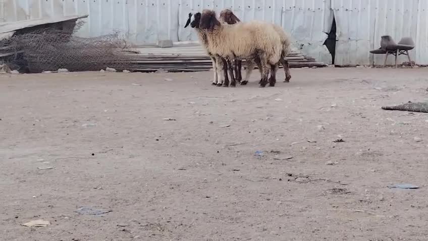 للبيع شويهات سوريا - 2