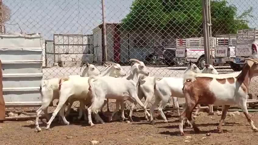 للبيع معزا عمانيات دفيع - 1