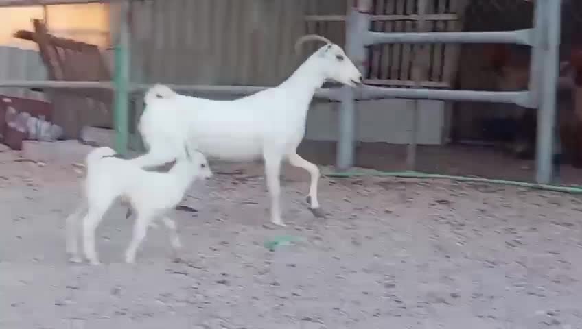 عنز عمانيه وليد طيبه حدرها جمده - 3