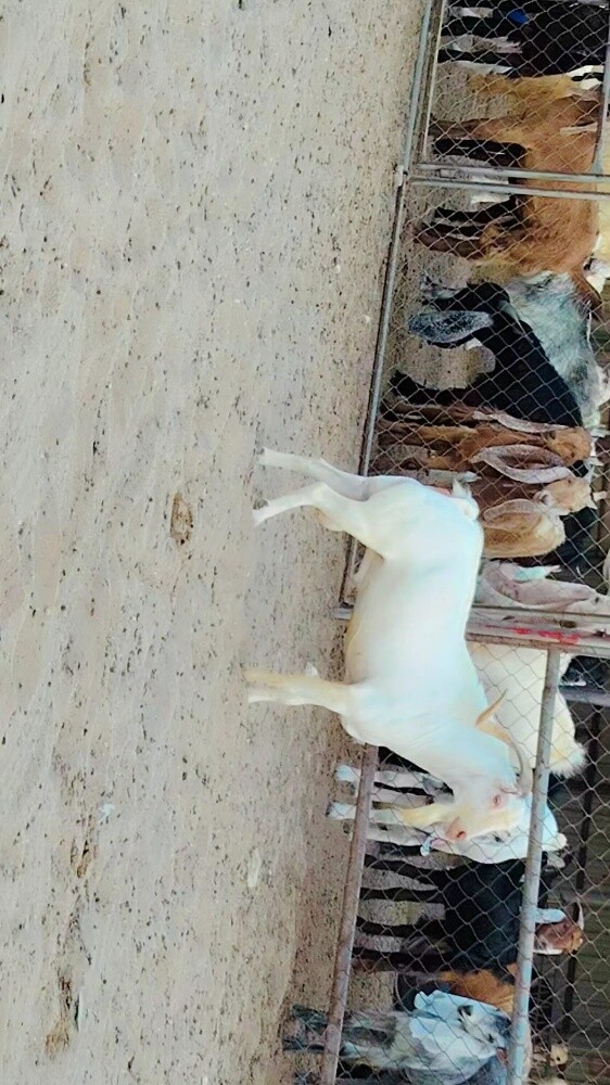 للبيع تيس فحل عماني ابرص طيبه - 6