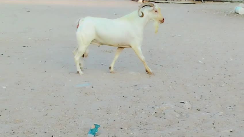 للبيع تيس فحل عماني ابرص طيبه - 1