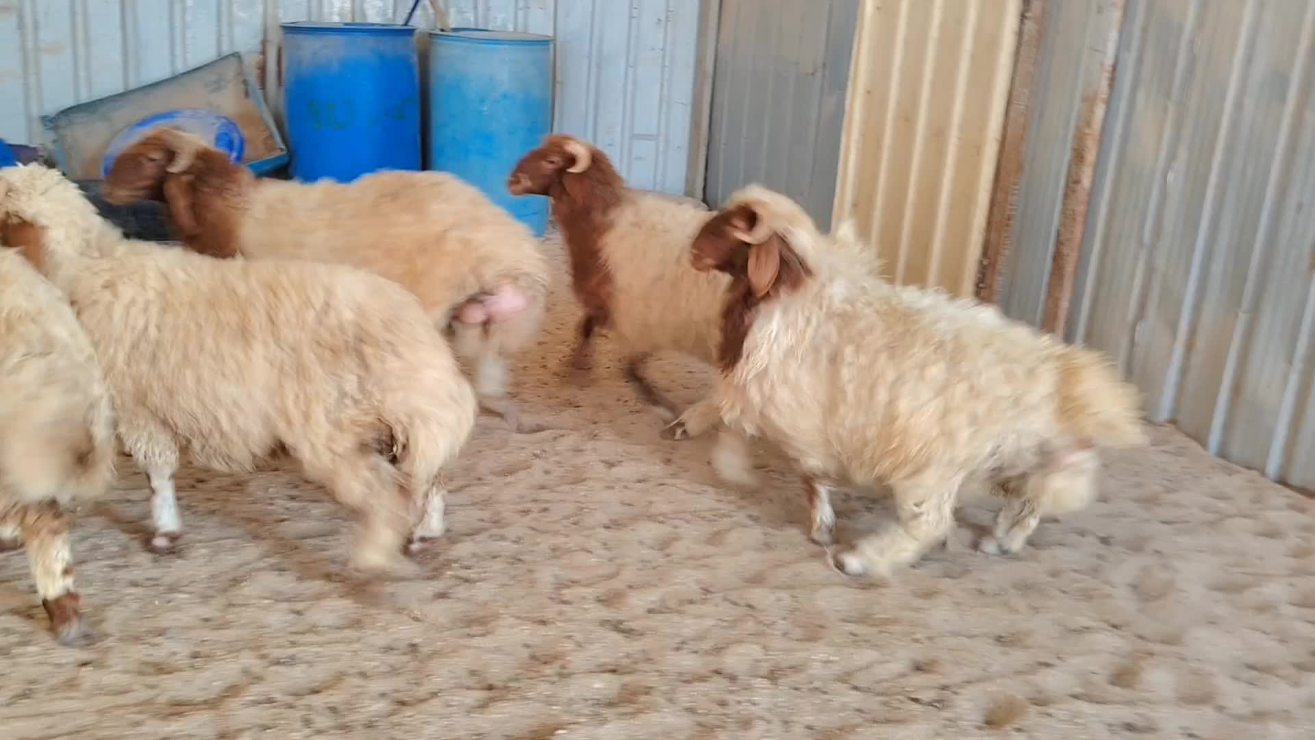 خرفان بلديات - 1