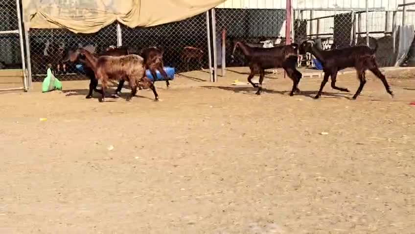 للبيع معزه قبرصيات طيبه - 1