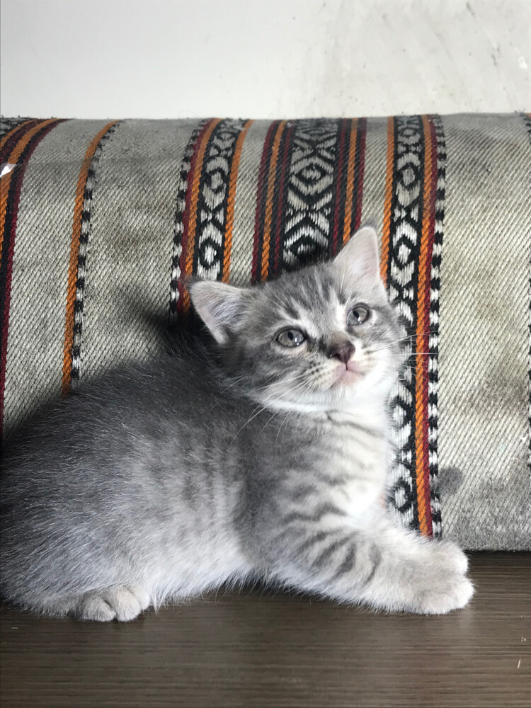 Scottish starlight tabby  - 4