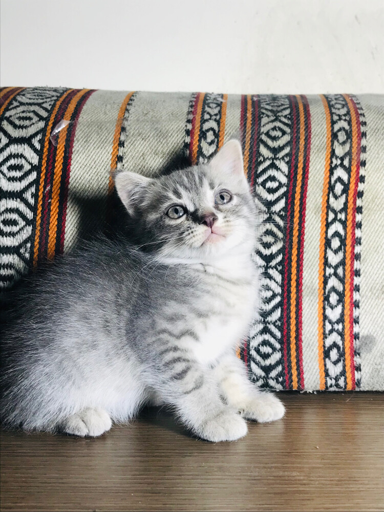 Scottish starlight tabby  - 1