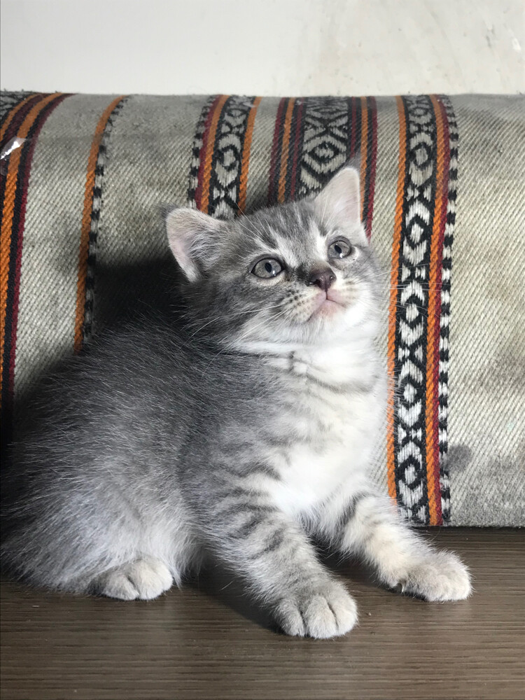 Scottish starlight tabby  - 3