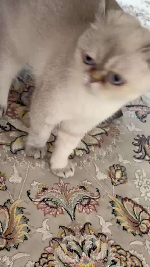 Scottish Fold cat - 1