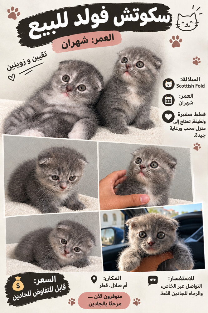 سكوتش فولد اصلي - 1