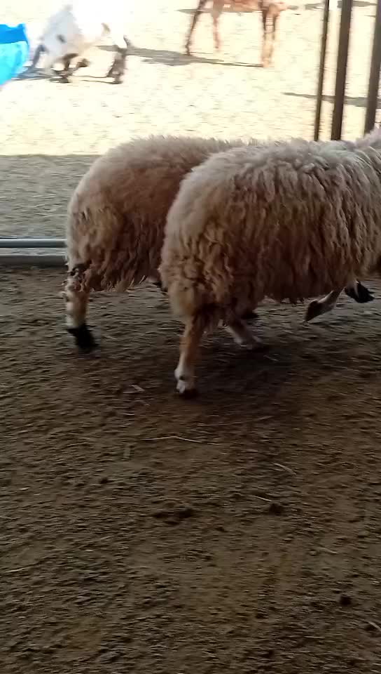 للبيع طليان سوريا - 1