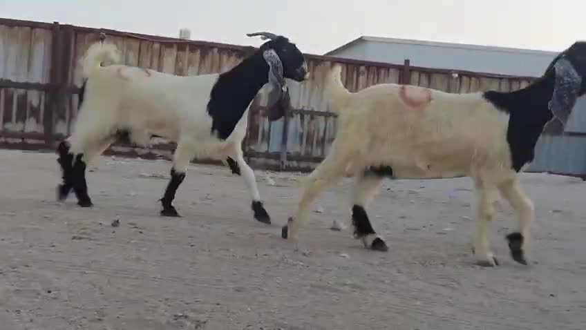 اللبع جمدت مشاريك دفيع شرط - 4