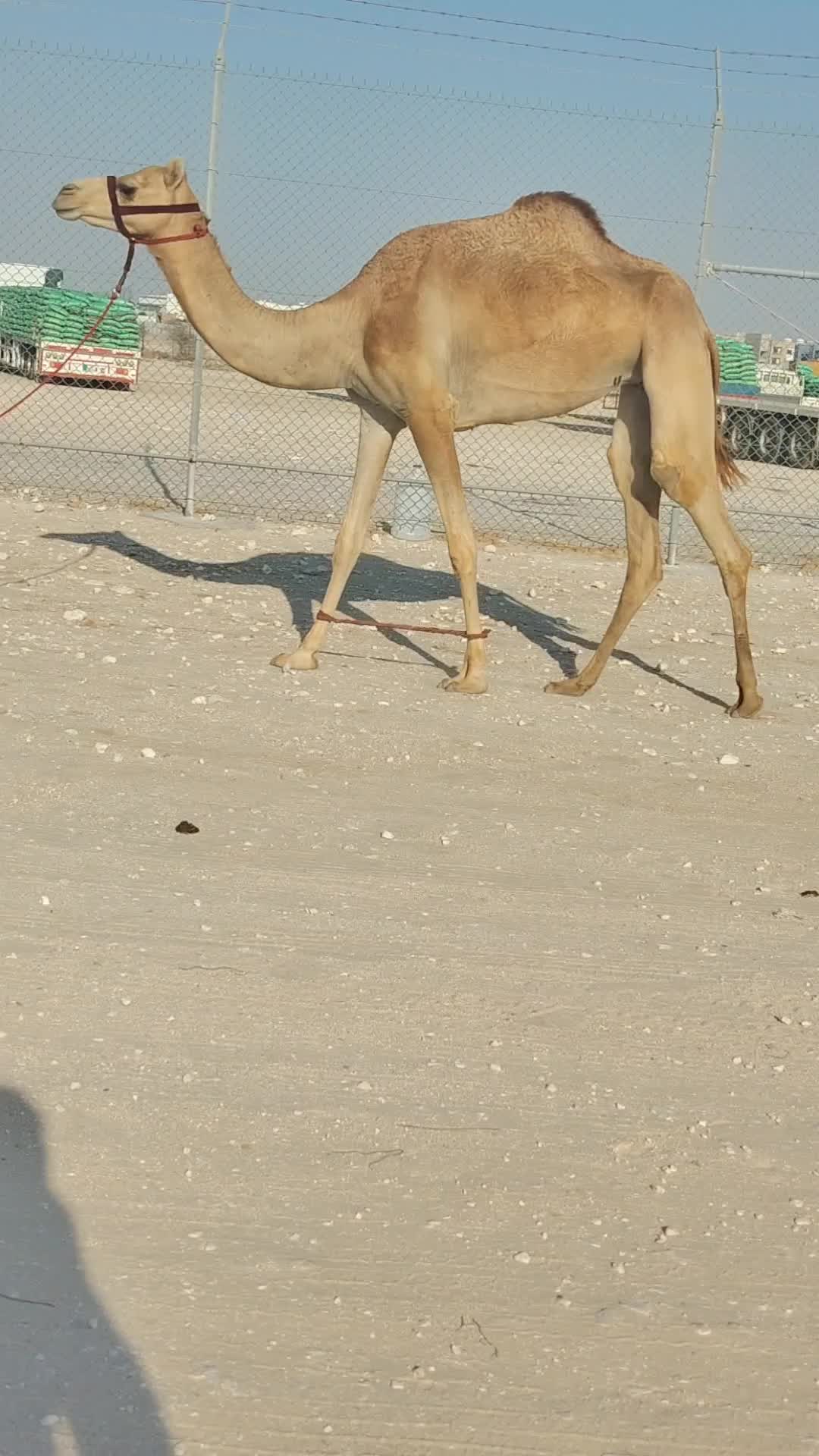 للبيع بكرة - 2