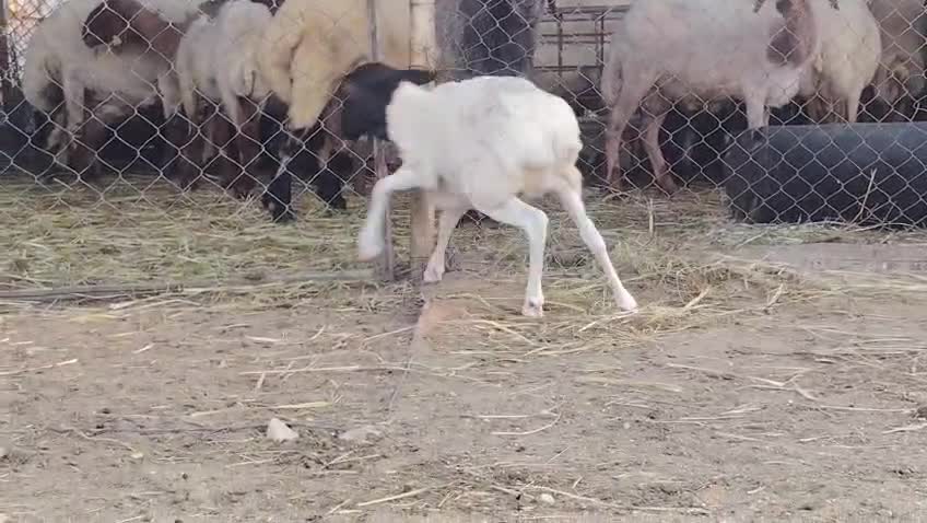 رخلة بربرية طيبه درجة اولى - 1