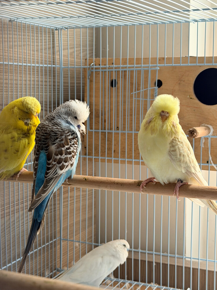 English Budgies - 3