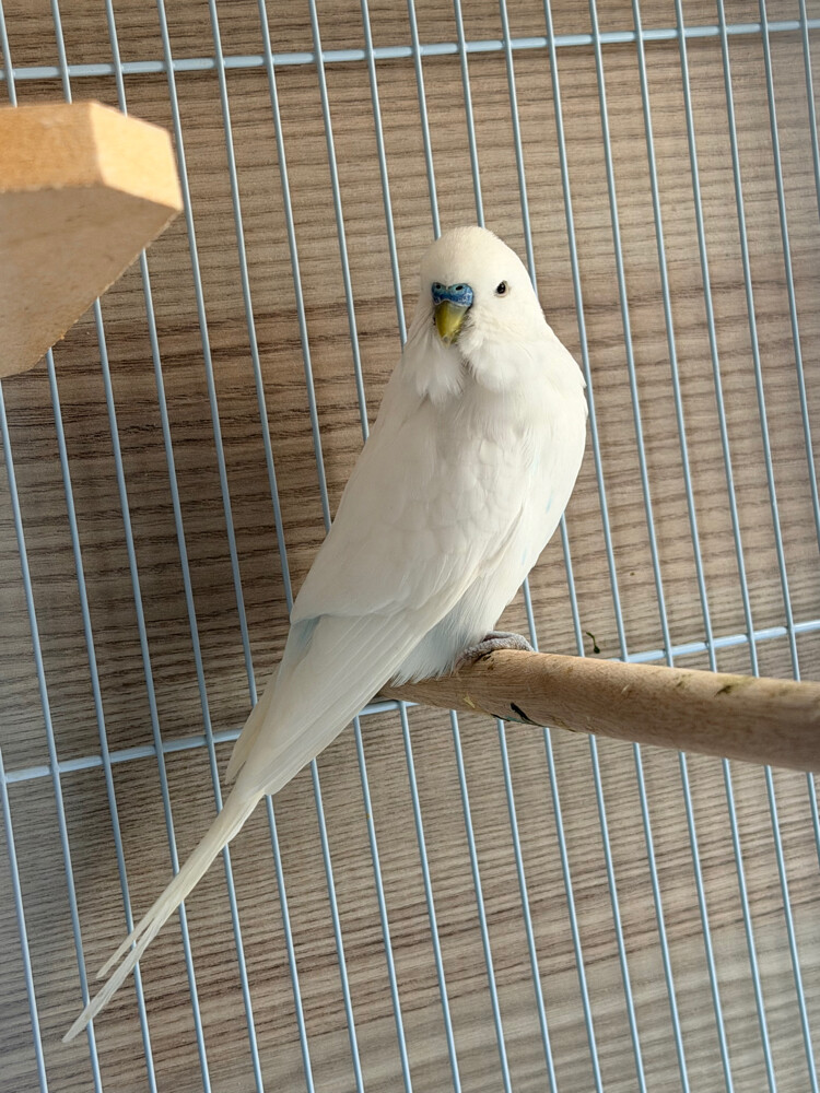 English Budgies - 6
