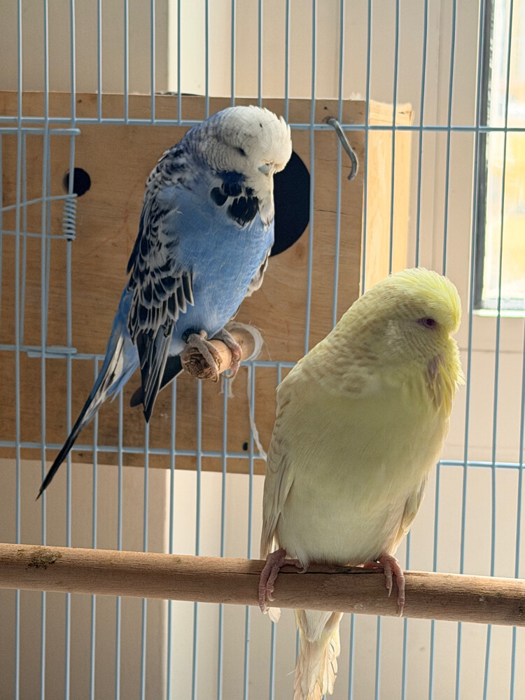 English Budgies - 2