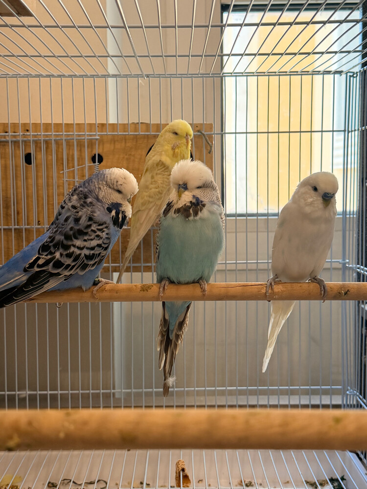 English Budgies - 1