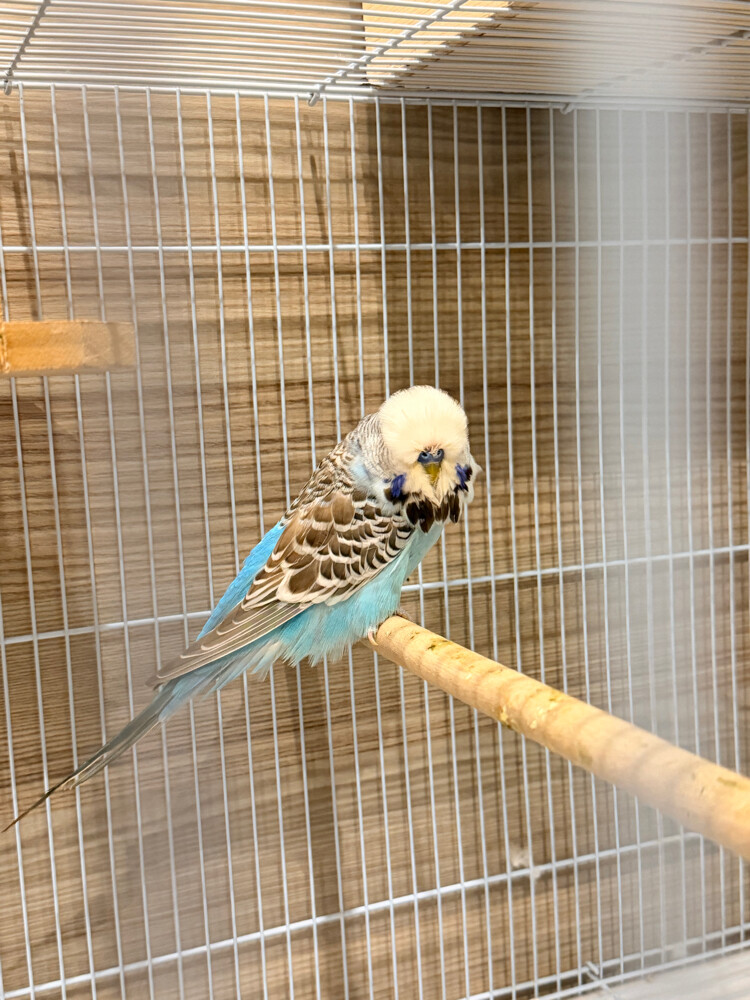 English Budgies - 7