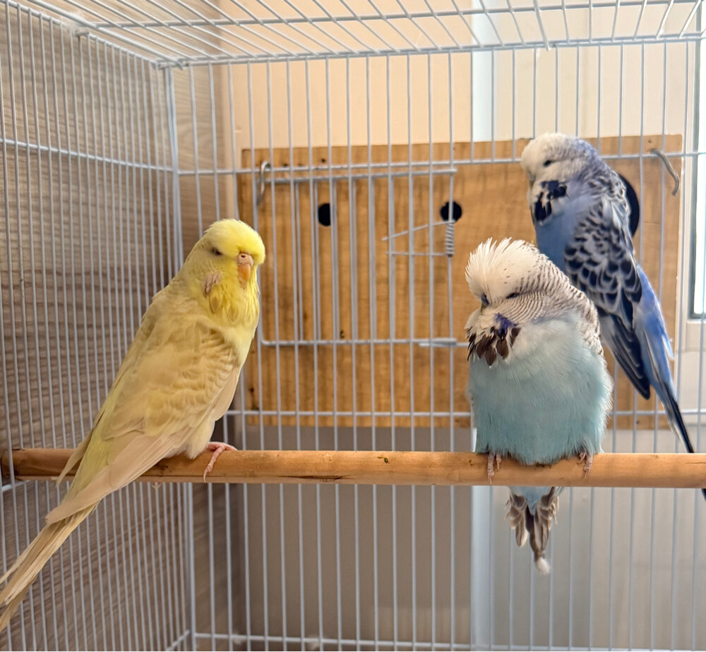 English Budgies - 8