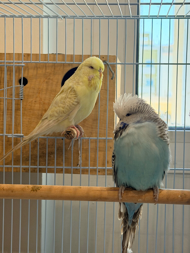 English Budgies - 5