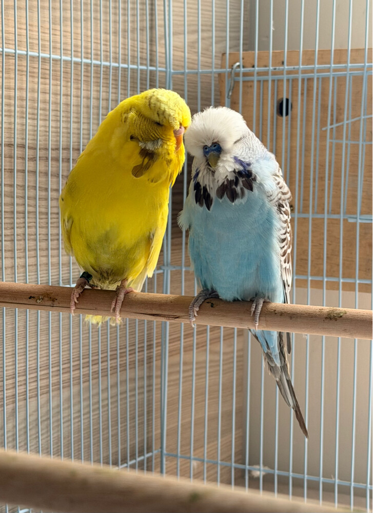 English Budgies - 4