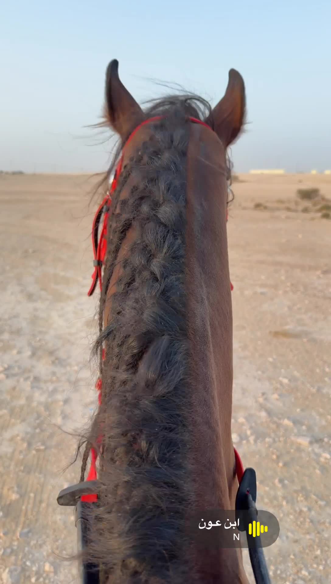 حصان عربي كفو جمال - 3