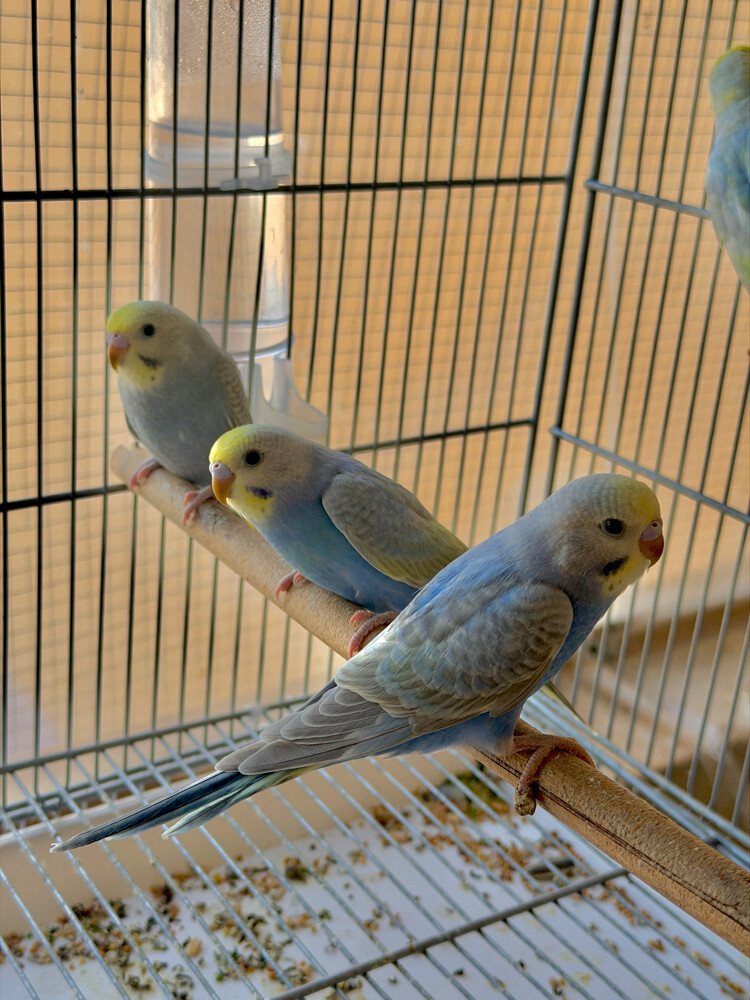 raimbow budgies - 1