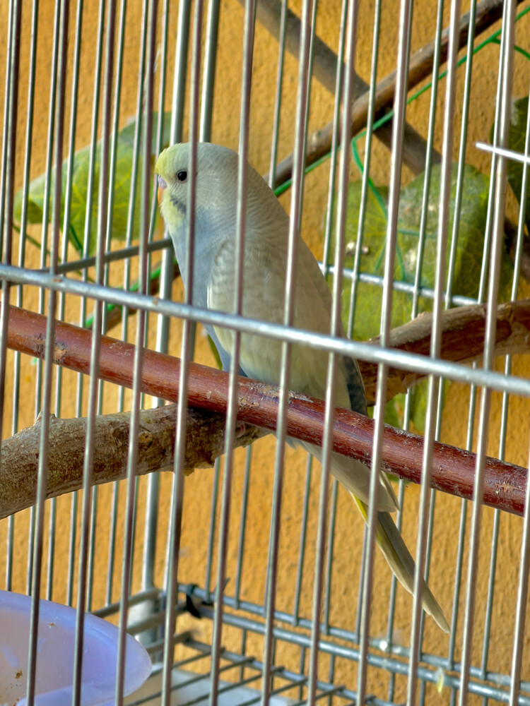 raimbow budgies - 2