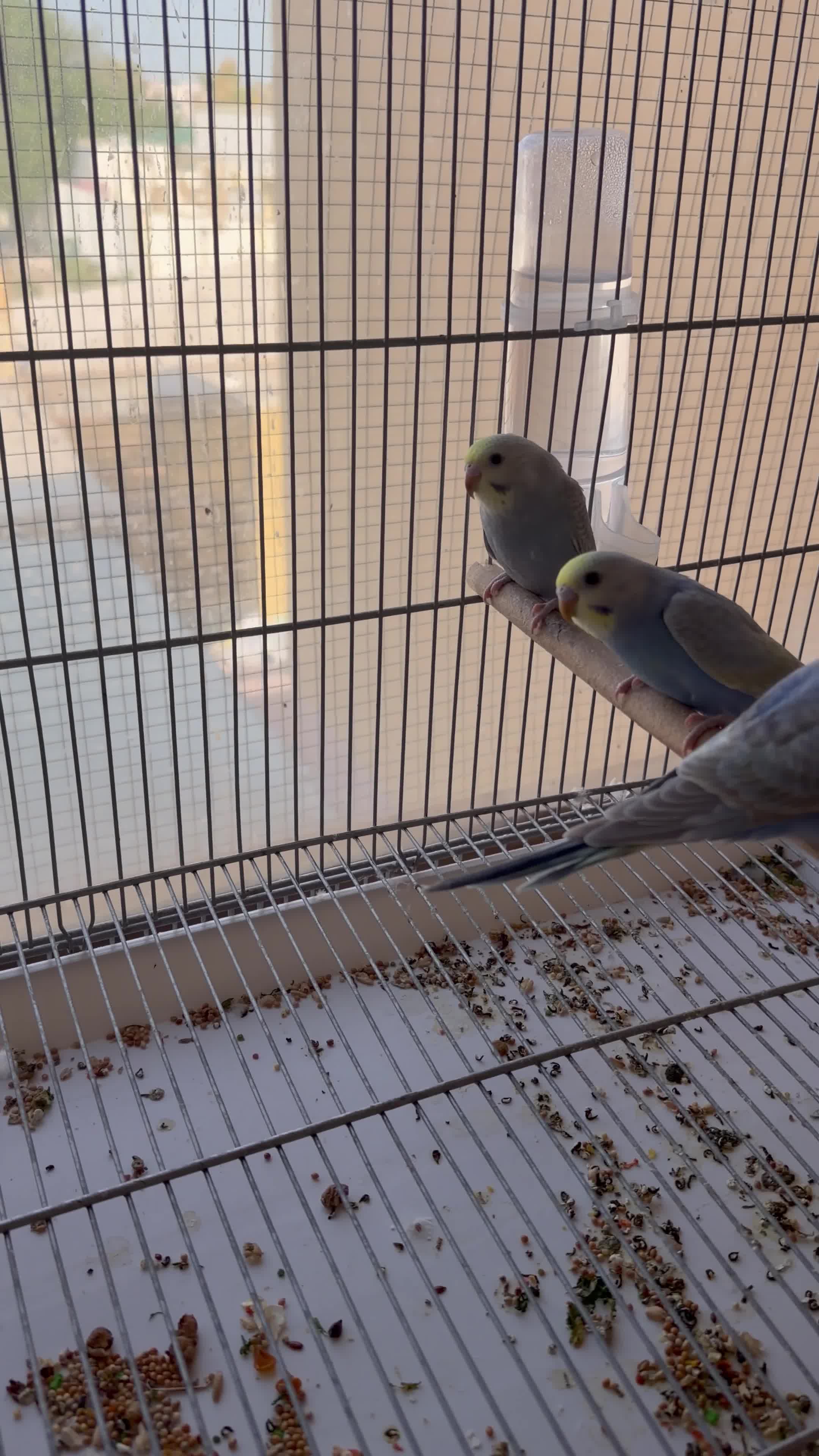 raimbow budgies - 4