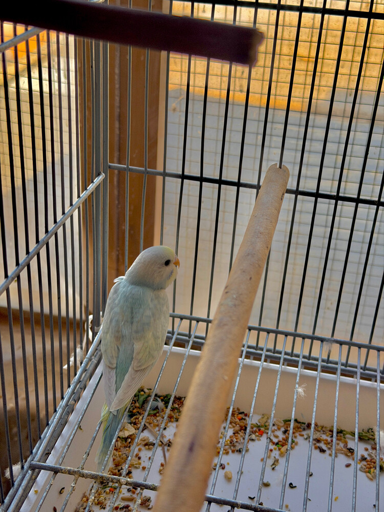 raimbow budgies - 3