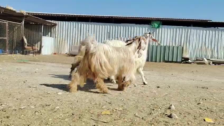 للبيع معزا عوارض صفر طيبه - 1