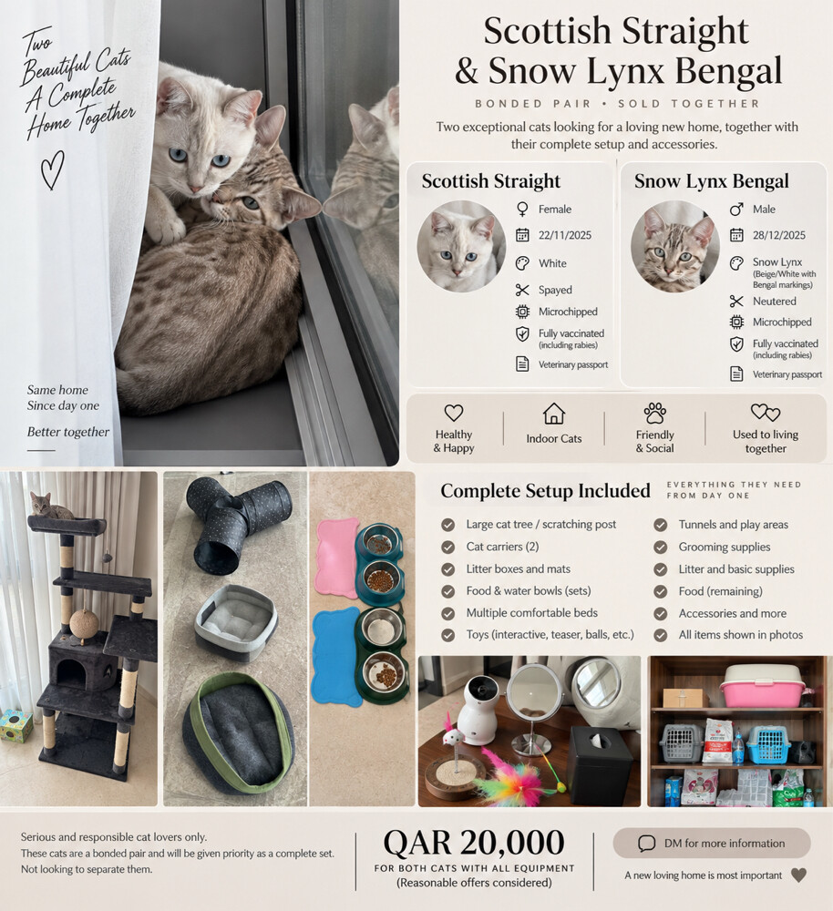 Snow Lynx Bengal & White Scottish - 1