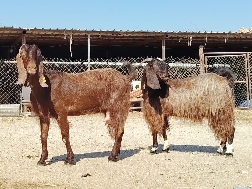 للبيع معزا شاميات طيبه فيه حليب - 3