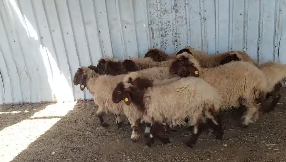 رخال سوريه - 4