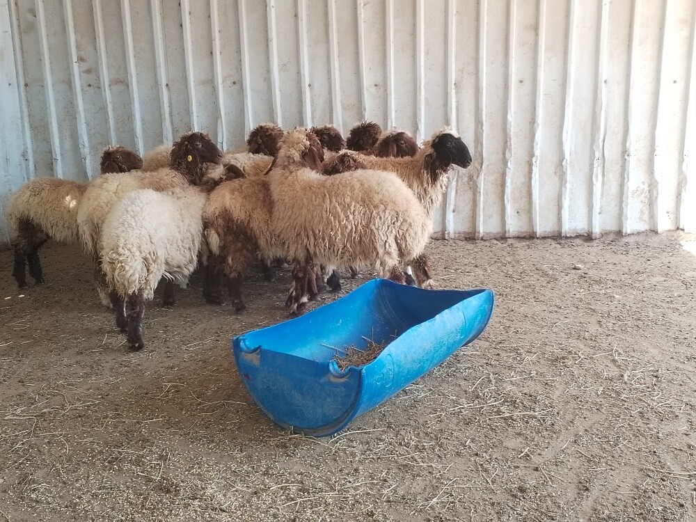 رخال سوريه - 2