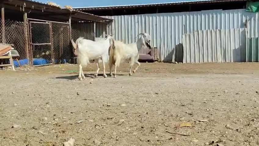 للبيع معزا طيبات جرم ماشاء الله - 1