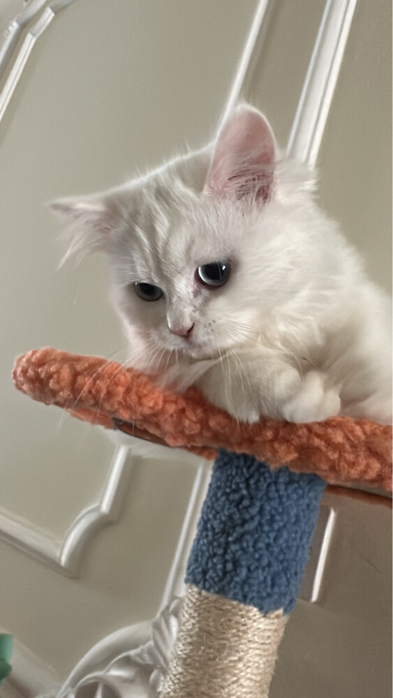 Persian cat - 3