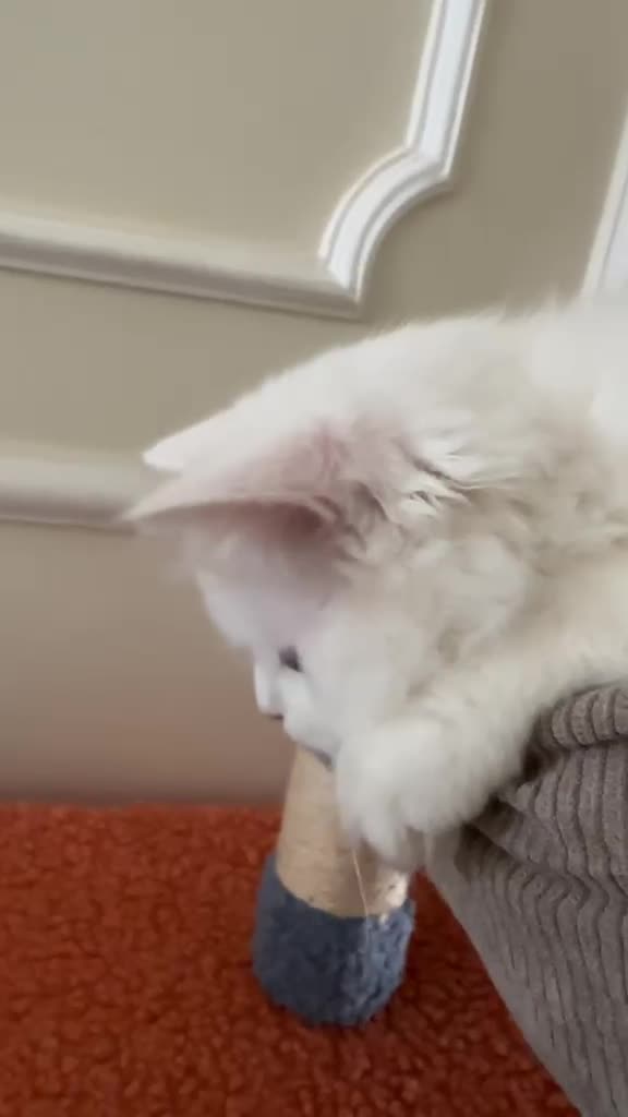 Persian cat - 5